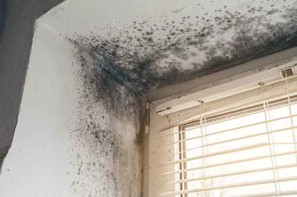 Trusted Commercial Mold Remediation service in Barnesville, GA - Cheap Mold Removal